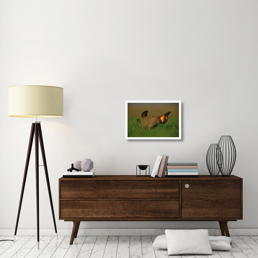 Greater Prairie Chicken male in courtship display, Eagle Lake, Texas-Paper Art-26&quotx18"