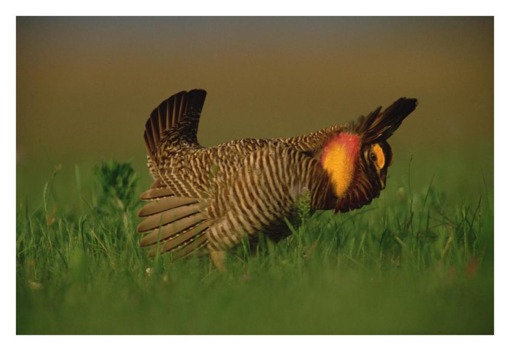 Greater Prairie Chicken male in courtship display, Eagle Lake, Texas-Paper Art-32"x22"
