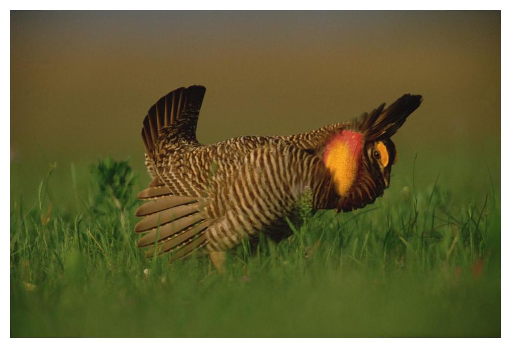 Greater Prairie Chicken male in courtship display, Eagle Lake, Texas-Paper Art-50"x34"
