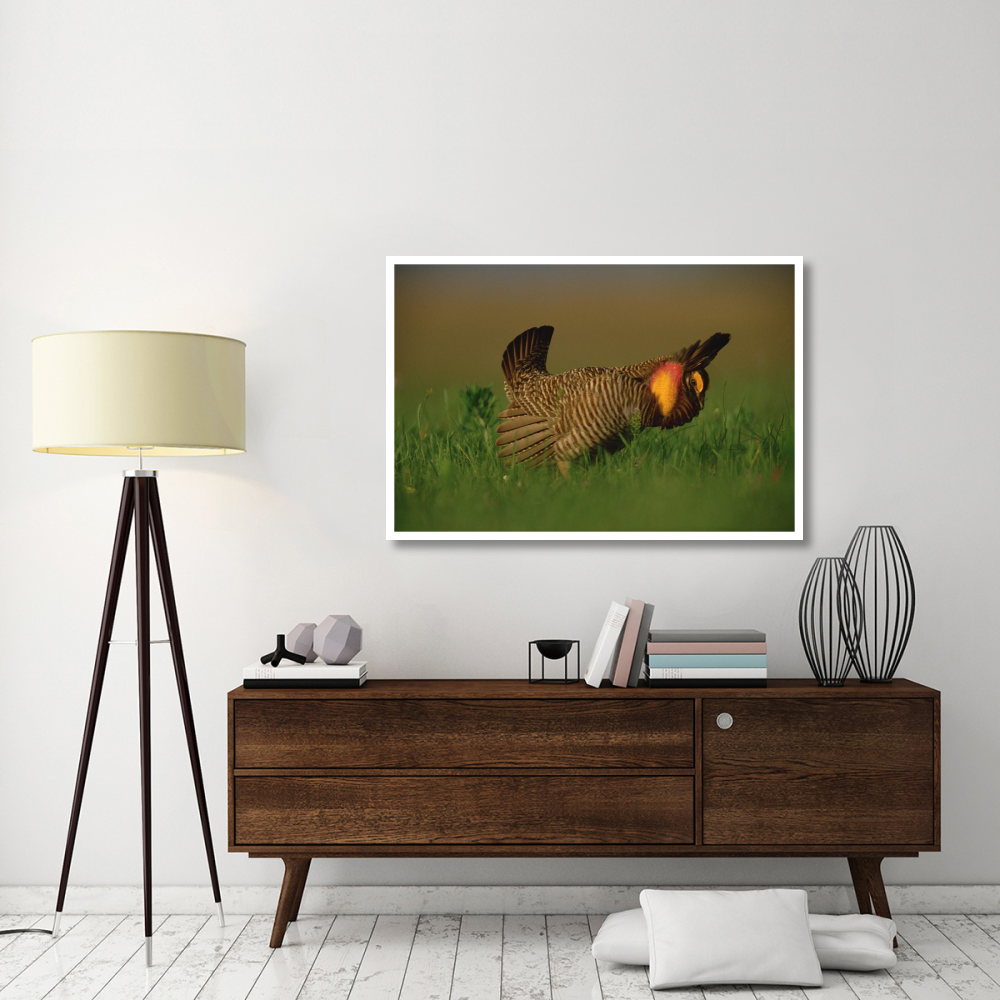 Greater Prairie Chicken male in courtship display, Eagle Lake, Texas-Paper Art-50&quotx34"