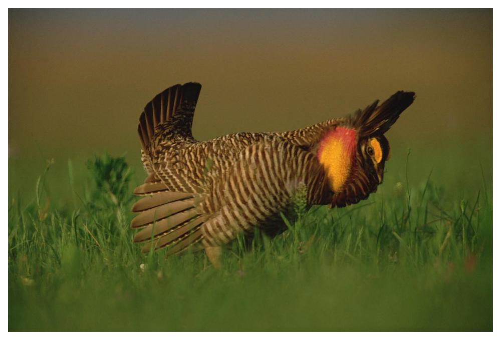Greater Prairie Chicken male in courtship display, Eagle Lake, Texas-Paper Art-62"x42"