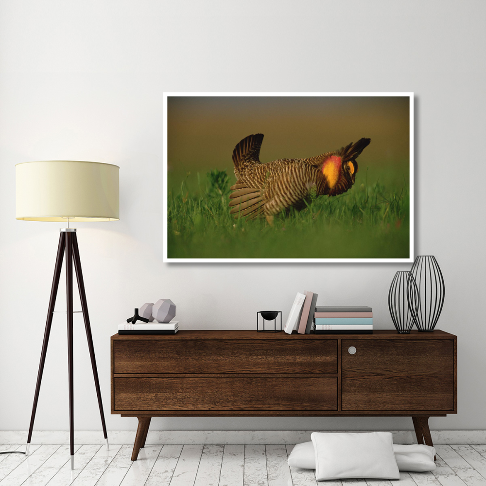 Greater Prairie Chicken male in courtship display, Eagle Lake, Texas-Paper Art-62&quotx42"