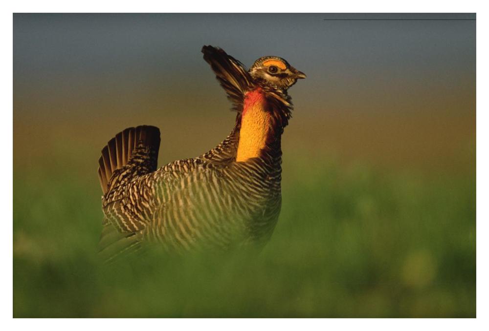 Greater Prairie Chicken male in courtship display, Eagle Lake, Texas-Paper Art-20"x14"