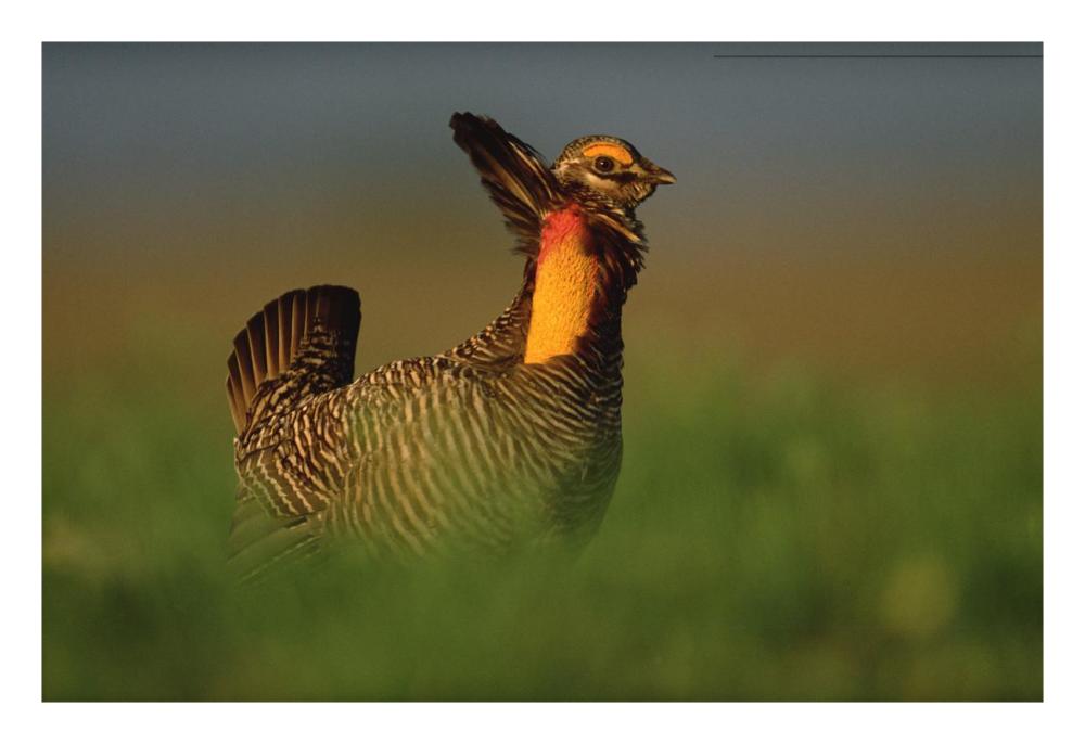 Greater Prairie Chicken male in courtship display, Eagle Lake, Texas-Paper Art-26"x18"