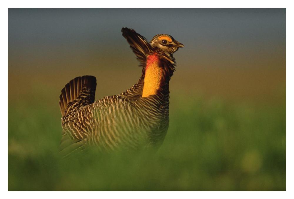 Greater Prairie Chicken male in courtship display, Eagle Lake, Texas-Paper Art-38"x26"