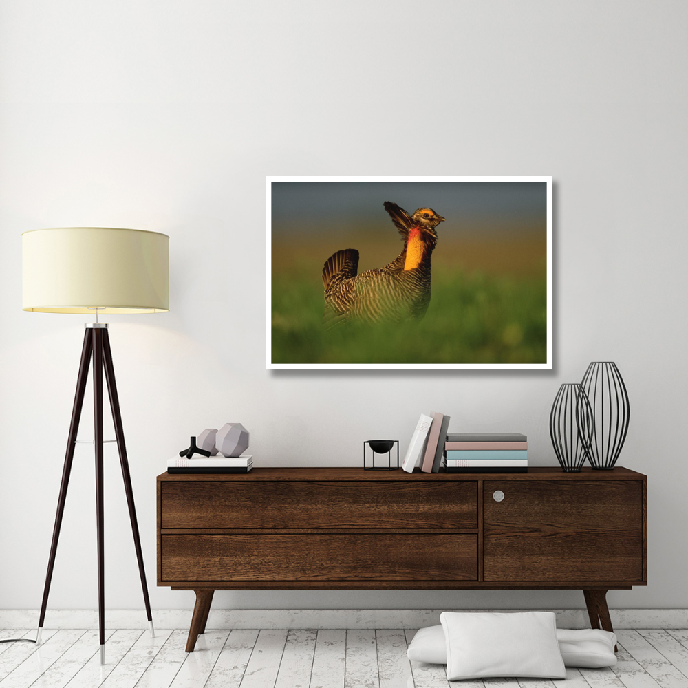 Greater Prairie Chicken male in courtship display, Eagle Lake, Texas-Paper Art-50&quotx34"