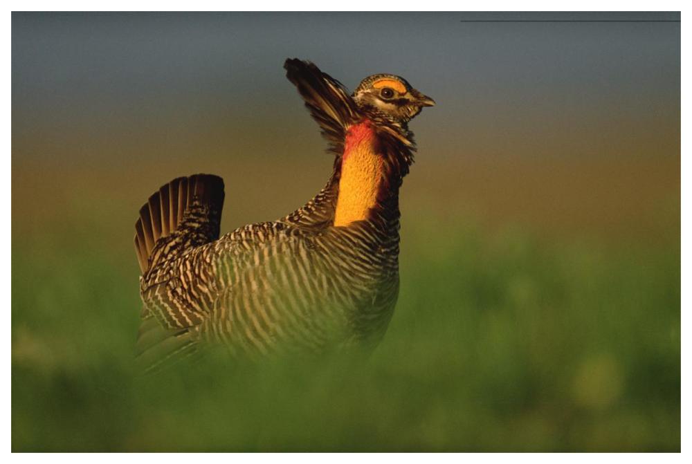 Greater Prairie Chicken male in courtship display, Eagle Lake, Texas-Paper Art-62"x42"