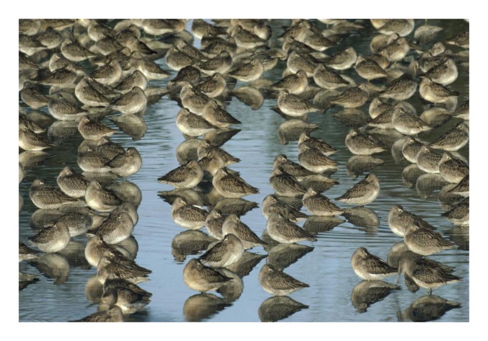 Long-billed Dowitcher flock sleeping in shallow water, North America-Paper Art-26"x18"
