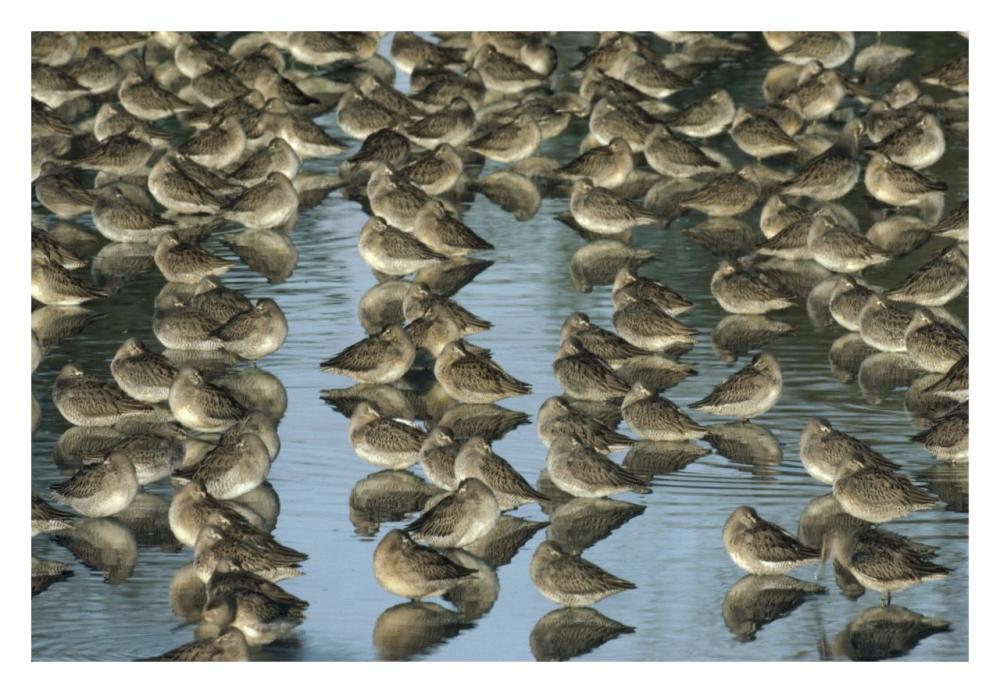 Long-billed Dowitcher flock sleeping in shallow water, North America-Paper Art-32"x22"