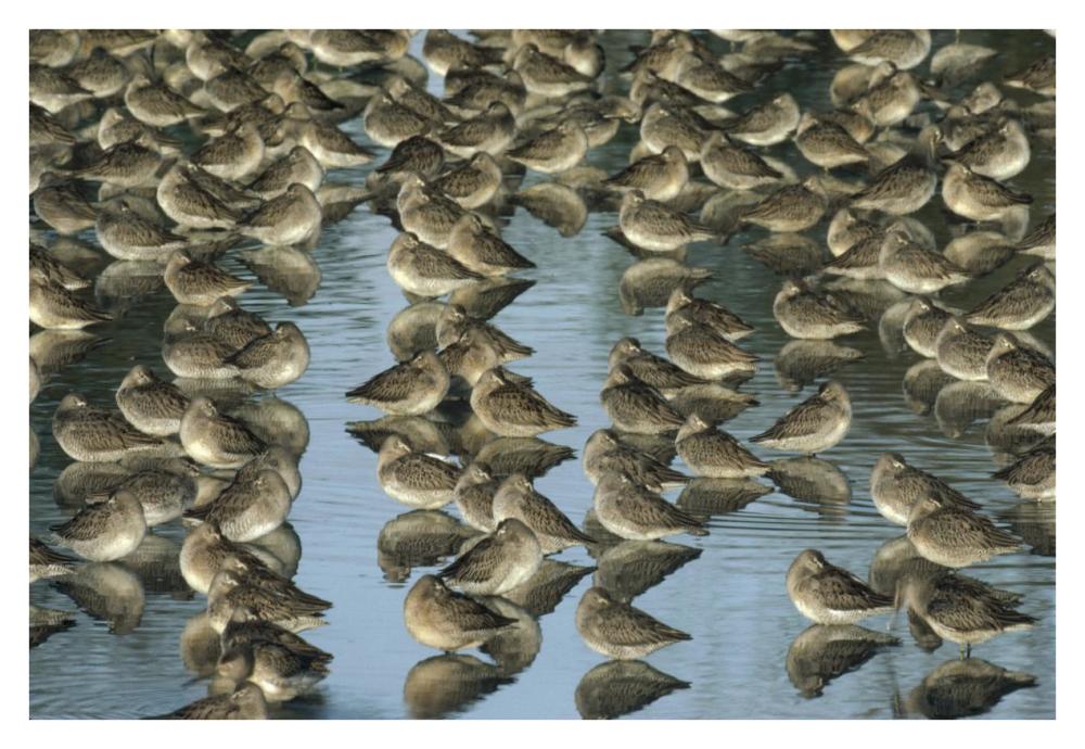 Long-billed Dowitcher flock sleeping in shallow water, North America-Paper Art-38"x26"