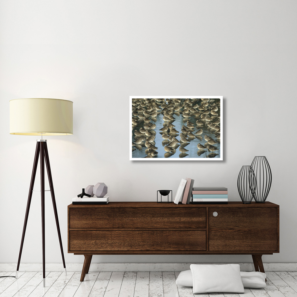 Long-billed Dowitcher flock sleeping in shallow water, North America-Paper Art-38&quotx26"