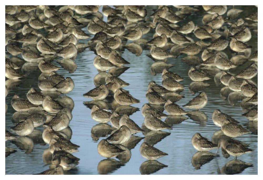 Long-billed Dowitcher flock sleeping in shallow water, North America-Paper Art-50"x34"