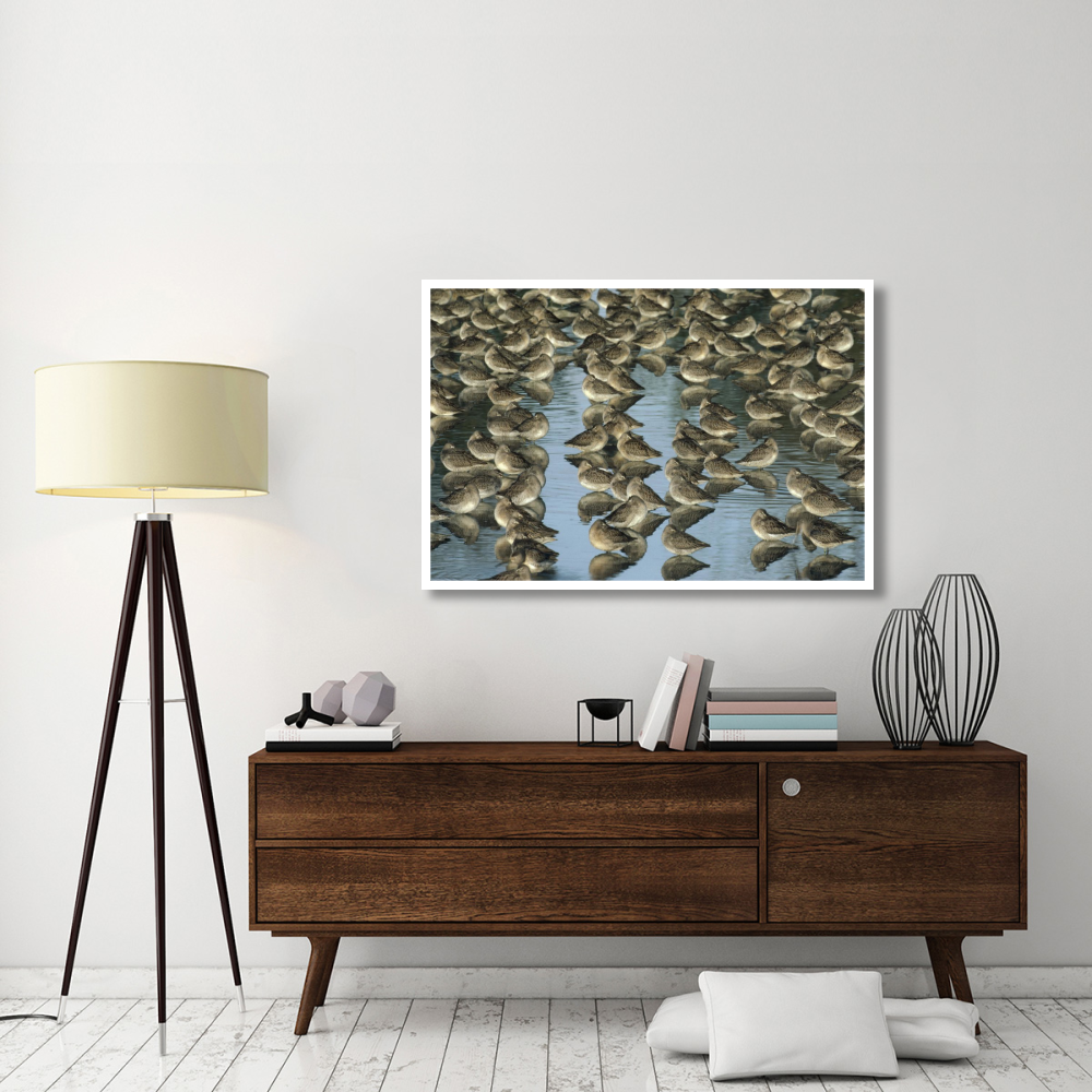 Long-billed Dowitcher flock sleeping in shallow water, North America-Paper Art-50&quotx34"