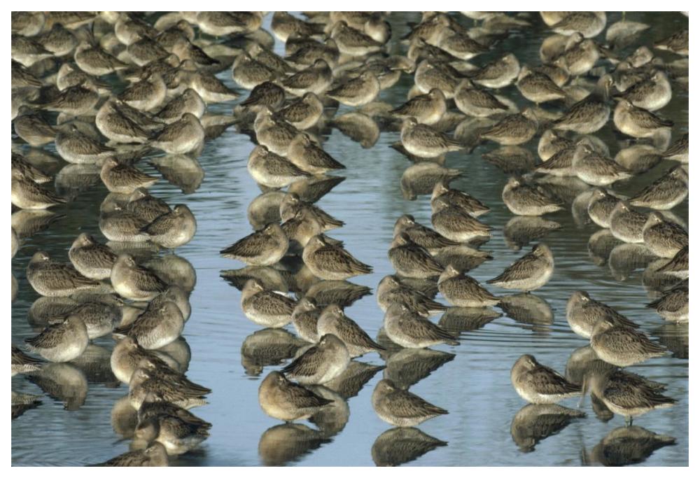 Long-billed Dowitcher flock sleeping in shallow water, North America-Paper Art-62"x42"