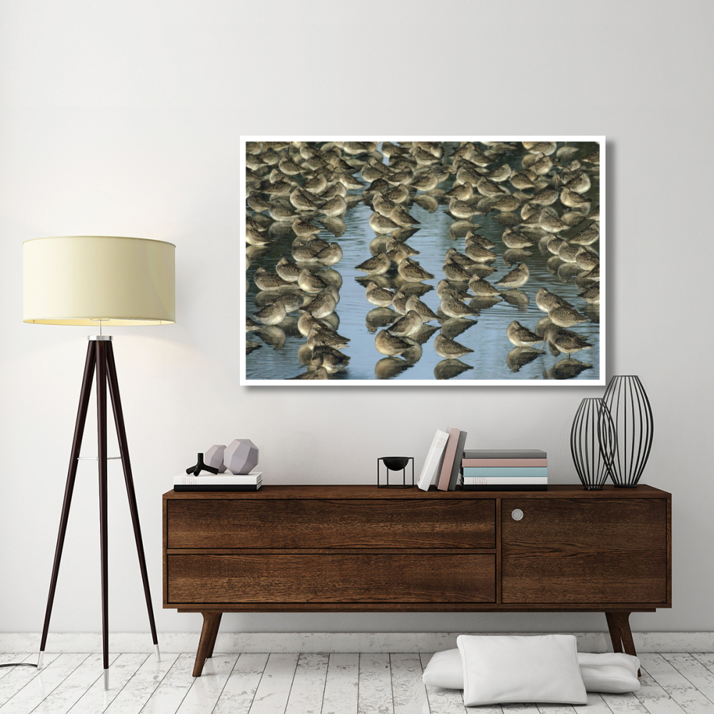 Long-billed Dowitcher flock sleeping in shallow water, North America-Paper Art-62&quotx42"