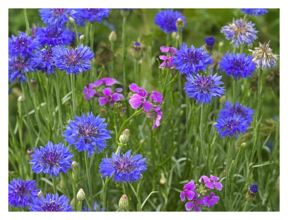 Cornflower and Pointed Phlox blooming in grassy field, North America-Paper Art-18"x14"