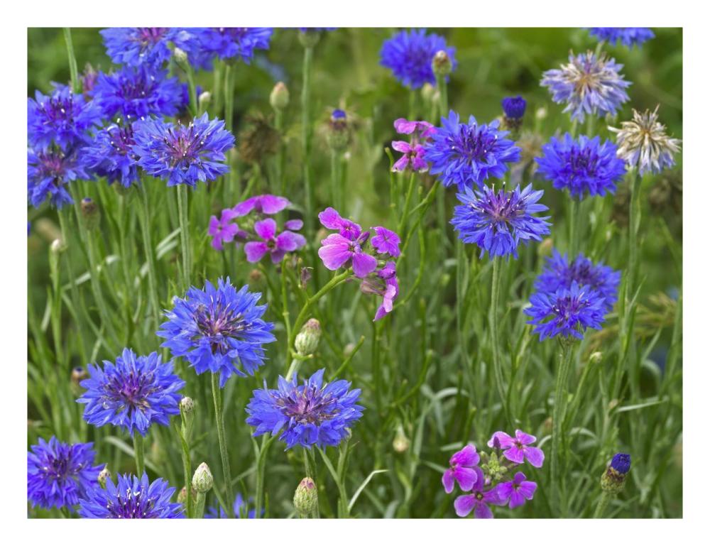 Cornflower and Pointed Phlox blooming in grassy field, North America-Paper Art-26"x20"