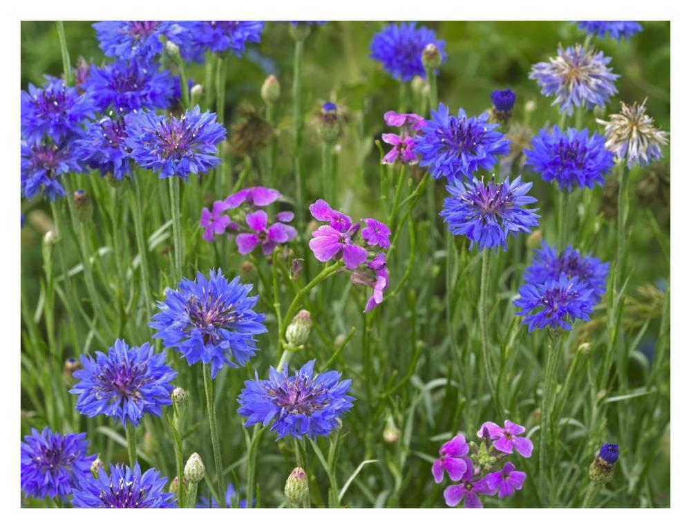 Cornflower and Pointed Phlox blooming in grassy field, North America-Paper Art-34"x26"