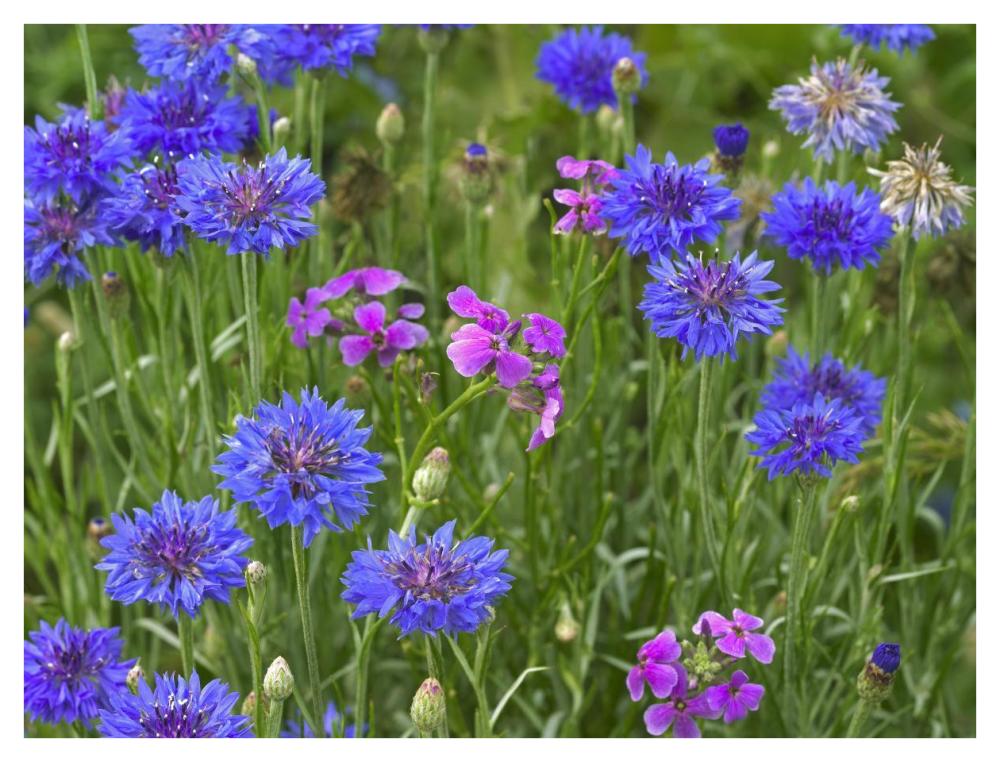 Cornflower and Pointed Phlox blooming in grassy field, North America-Paper Art-42"x32"