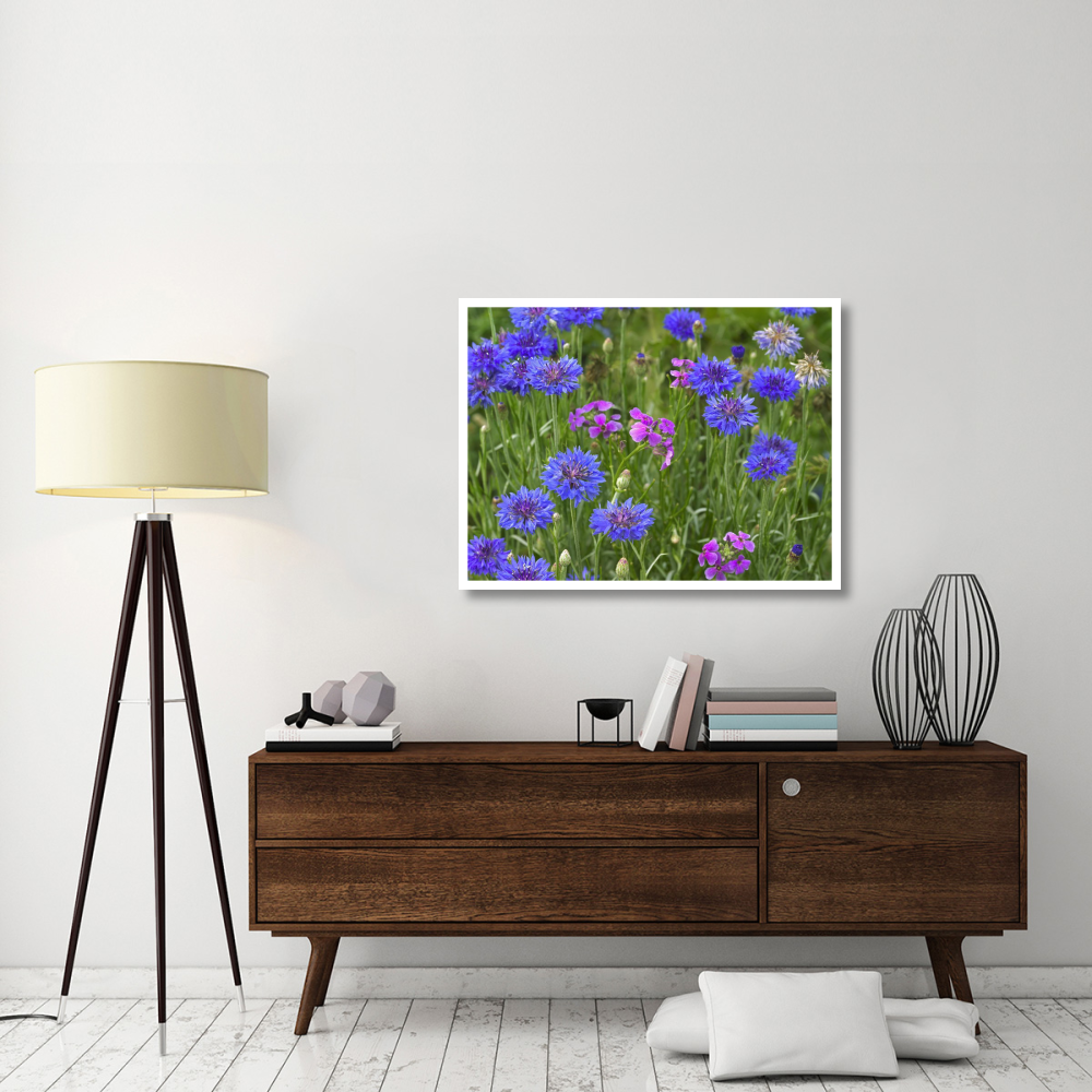 Cornflower and Pointed Phlox blooming in grassy field, North America-Paper Art-42&quotx32"