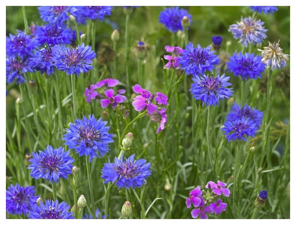 Cornflower and Pointed Phlox blooming in grassy field, North America-Paper Art-50"x38"