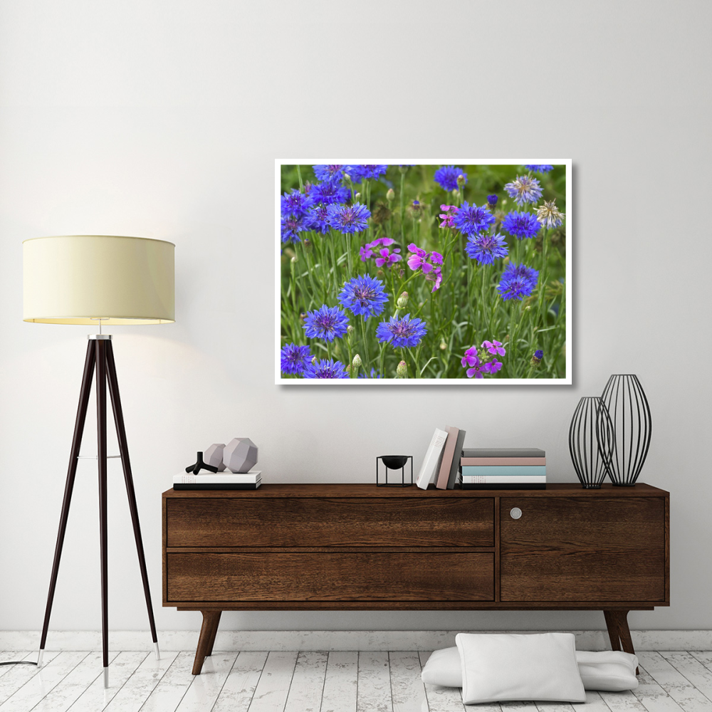 Cornflower and Pointed Phlox blooming in grassy field, North America-Paper Art-50&quotx38"