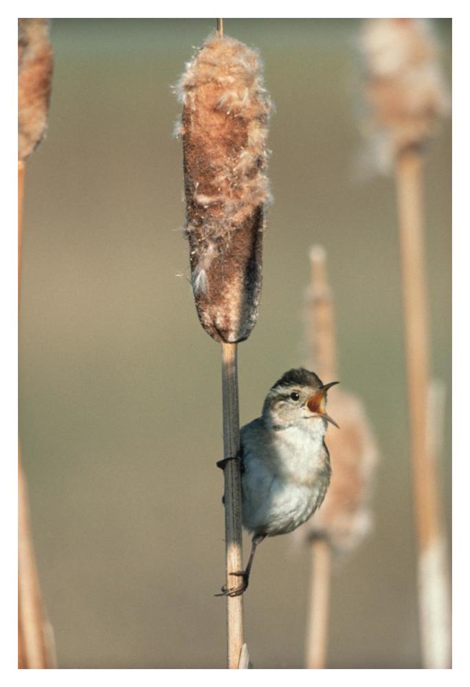 Marsh Wren singing while perching on a Common Cattail, North America-Paper Art-14"x20"