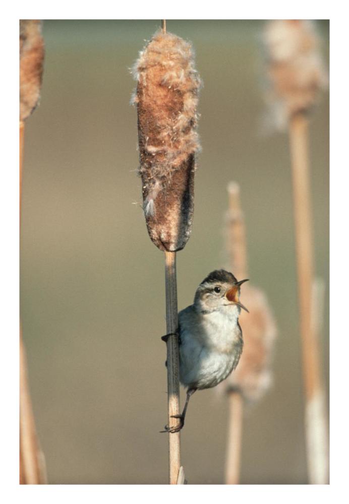 Marsh Wren singing while perching on a Common Cattail, North America-Paper Art-18"x26"