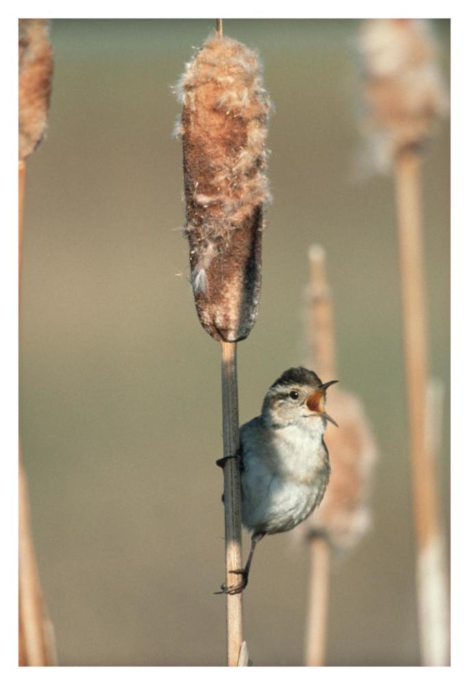 Marsh Wren singing while perching on a Common Cattail, North America-Paper Art-26"x38"
