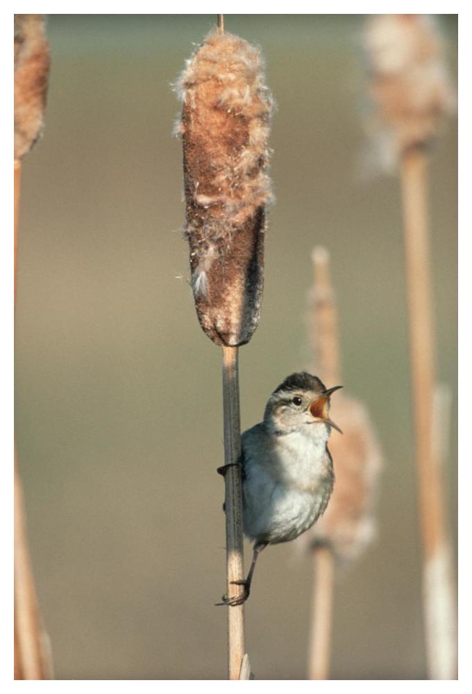 Marsh Wren singing while perching on a Common Cattail, North America-Paper Art-34"x50"