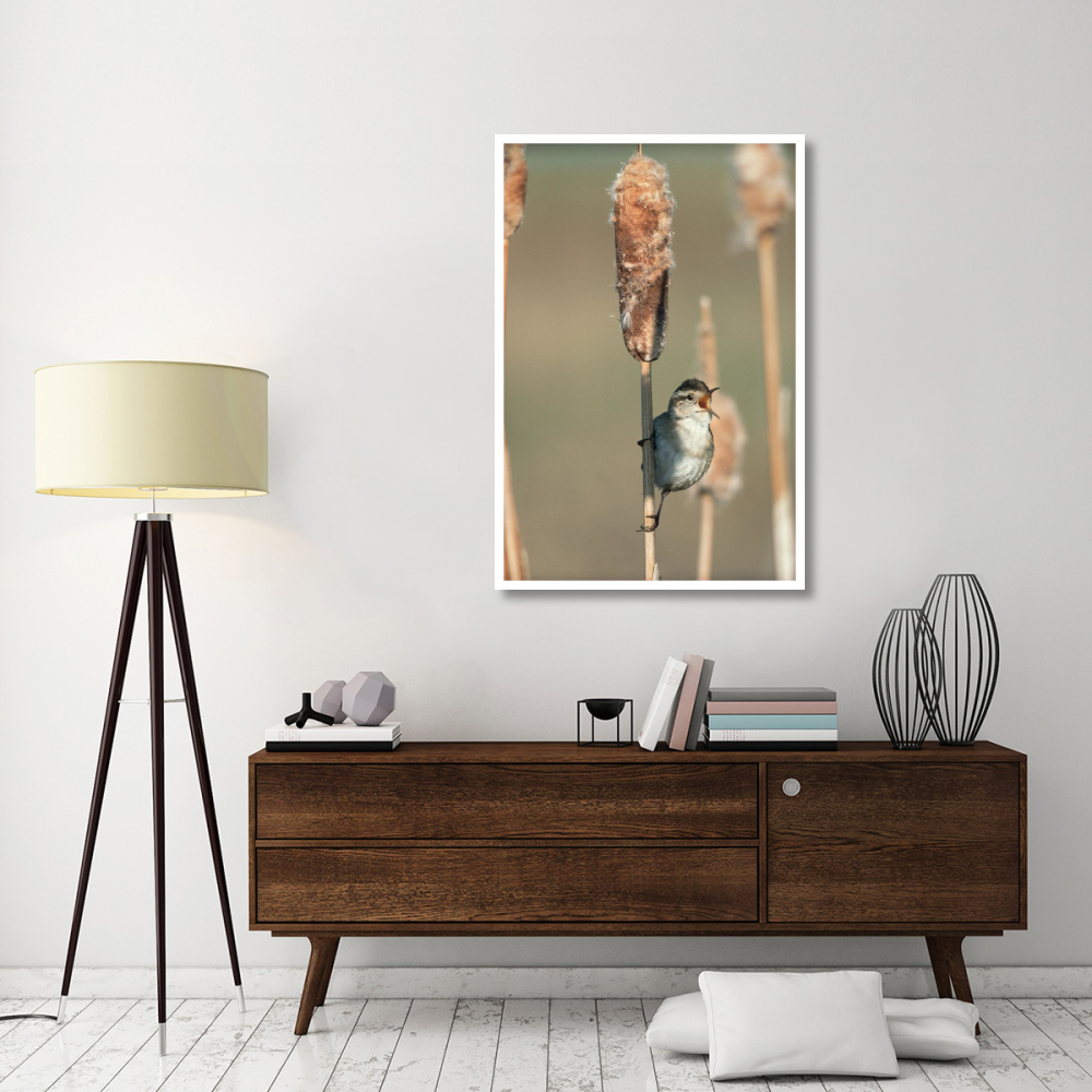 Marsh Wren singing while perching on a Common Cattail, North America-Paper Art-34&quotx50"