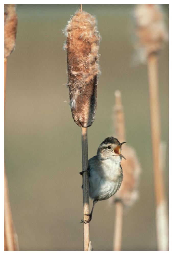Marsh Wren singing while perching on a Common Cattail, North America-Paper Art-42"x62"