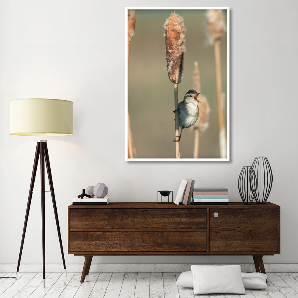 Marsh Wren singing while perching on a Common Cattail, North America-Paper Art-42&quotx62"