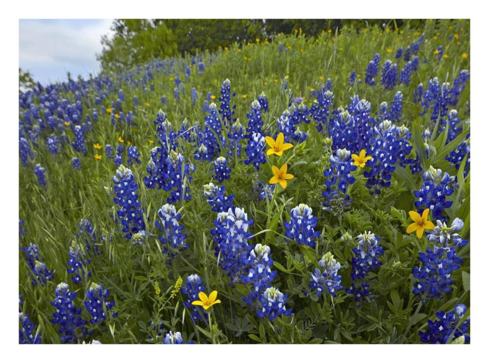 Bluebonnet and Texas Yellowstar meadow, Cedar Hill State Park, Texas-Paper Art-26"x20"