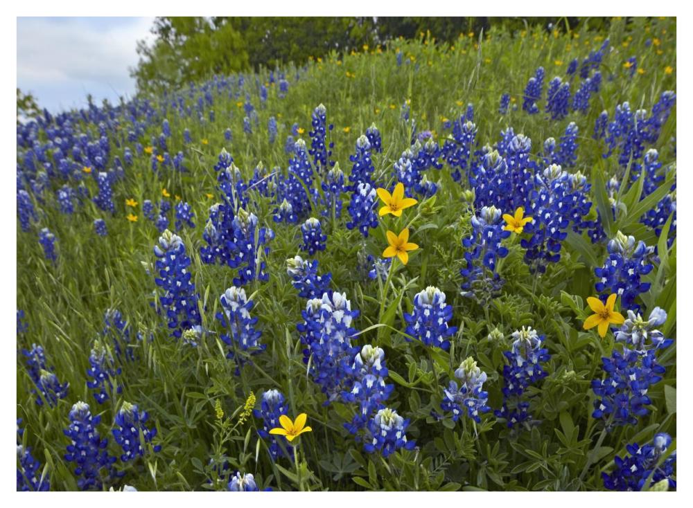 Bluebonnet and Texas Yellowstar meadow, Cedar Hill State Park, Texas-Paper Art-42"x32"