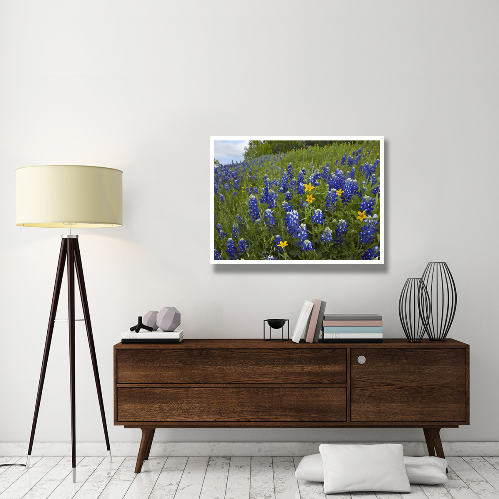 Bluebonnet and Texas Yellowstar meadow, Cedar Hill State Park, Texas-Paper Art-42&quotx32"