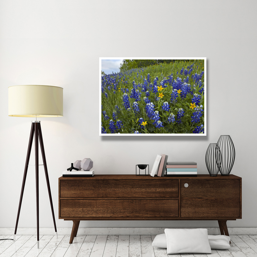 Bluebonnet and Texas Yellowstar meadow, Cedar Hill State Park, Texas-Paper Art-50&quotx38"