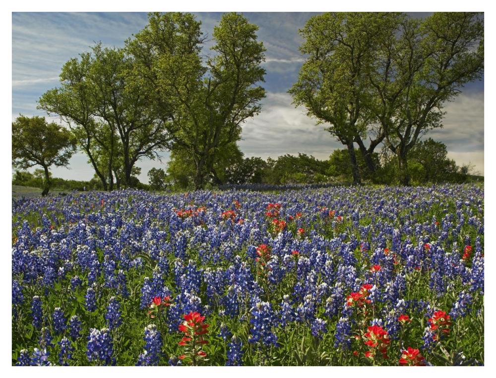 Sand Bluebonnets and Indian Paintbrush in bloom, Hill Country, Texas-Paper Art-42"x32"