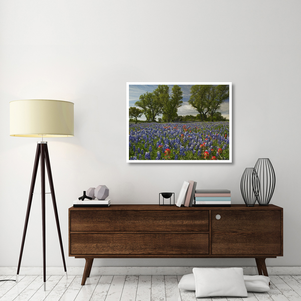 Sand Bluebonnets and Indian Paintbrush in bloom, Hill Country, Texas-Paper Art-42&quotx32"
