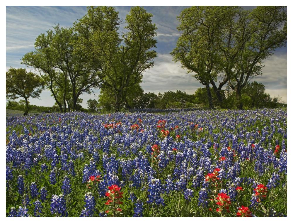 Sand Bluebonnets and Indian Paintbrush in bloom, Hill Country, Texas-Paper Art-50"x38"