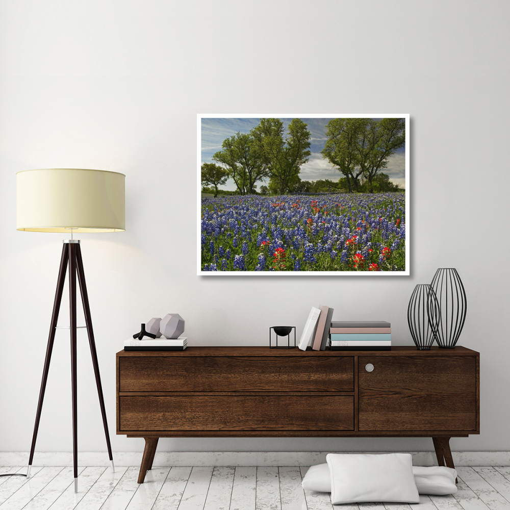 Sand Bluebonnets and Indian Paintbrush in bloom, Hill Country, Texas-Paper Art-50&quotx38"