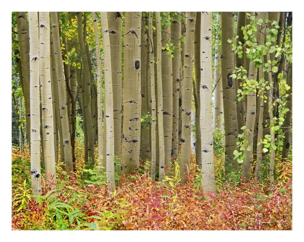 Aspen trees and Fireweed, Collegiate Peaks Wilderness Area, Colorado-Paper Art-26"x20"