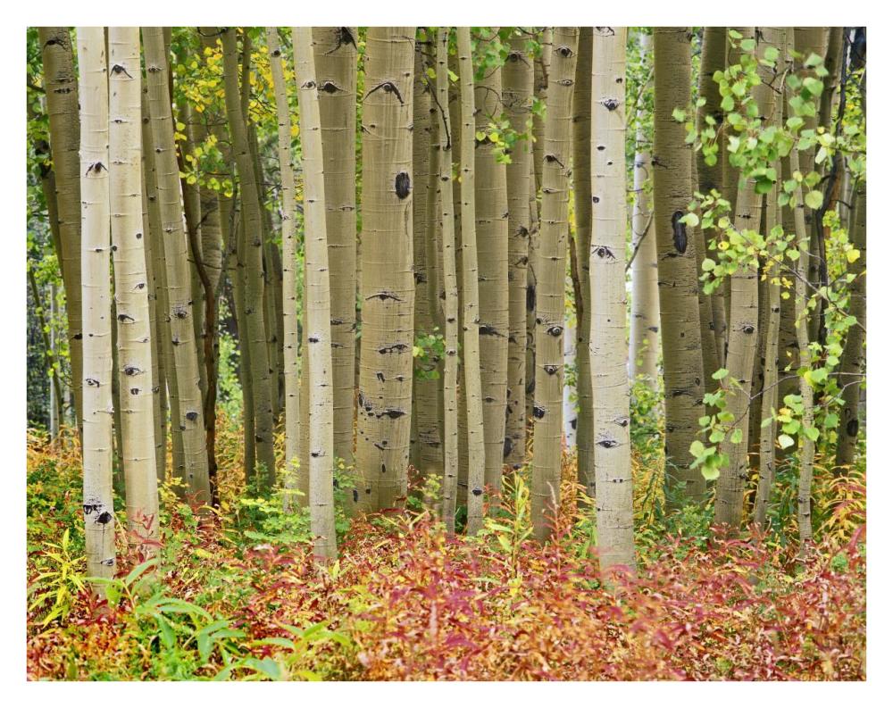 Aspen trees and Fireweed, Collegiate Peaks Wilderness Area, Colorado-Paper Art-34"x26"