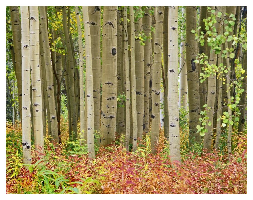 Aspen trees and Fireweed, Collegiate Peaks Wilderness Area, Colorado-Paper Art-42"x32"