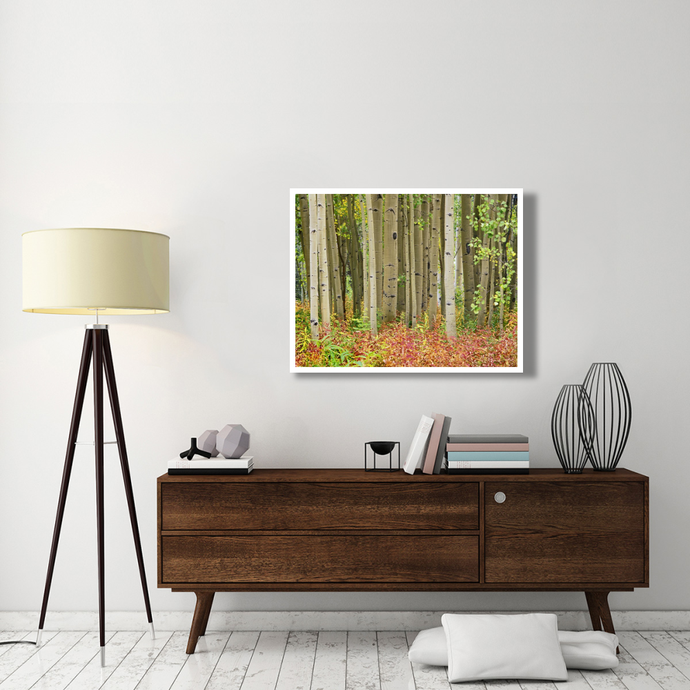 Aspen trees and Fireweed, Collegiate Peaks Wilderness Area, Colorado-Paper Art-42&quotx32"