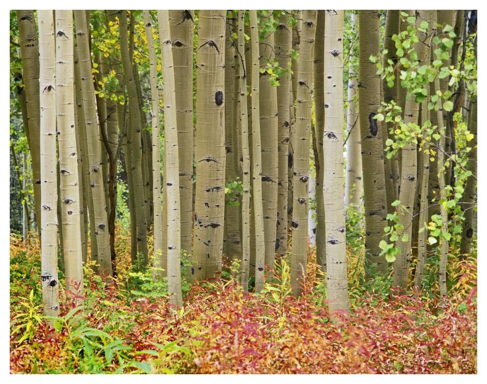 Aspen trees and Fireweed, Collegiate Peaks Wilderness Area, Colorado-Paper Art-50"x38"