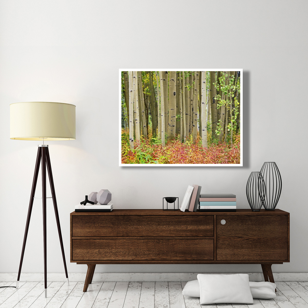 Aspen trees and Fireweed, Collegiate Peaks Wilderness Area, Colorado-Paper Art-50&quotx38"