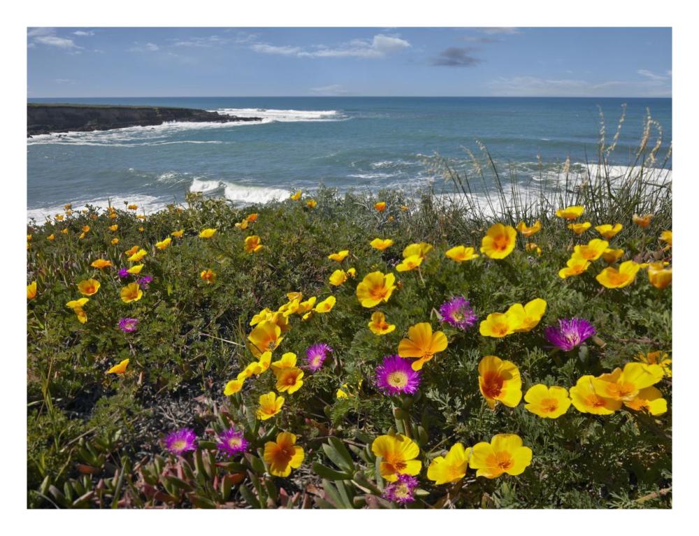 California Poppy and Iceplant, Montano de Oro State Park, California-Paper Art-26"x20"
