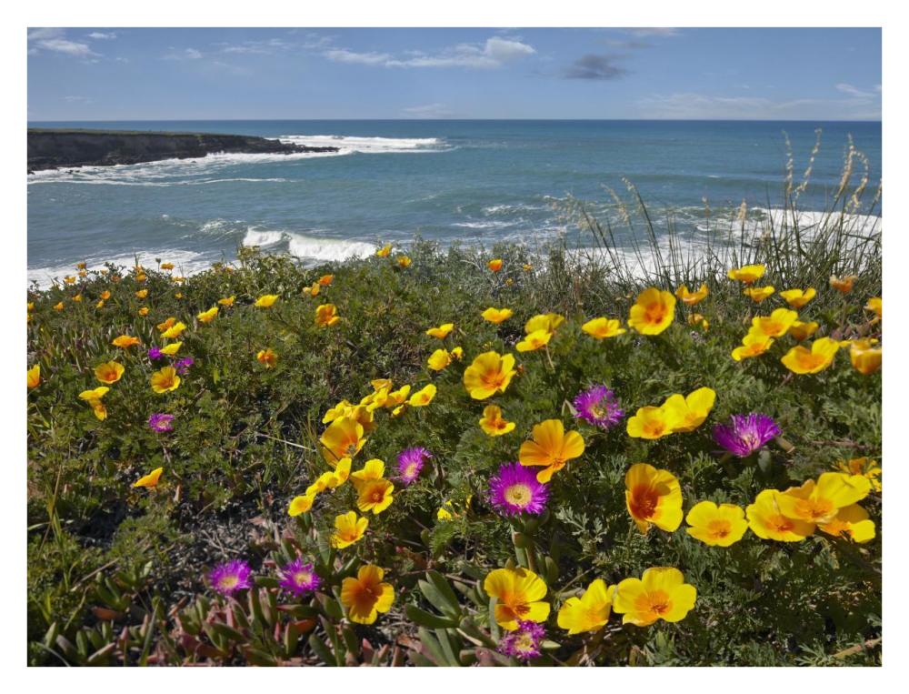 California Poppy and Iceplant, Montano de Oro State Park, California-Paper Art-34"x26"