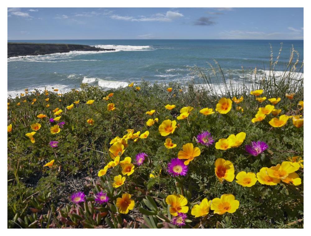 California Poppy and Iceplant, Montano de Oro State Park, California-Paper Art-42"x32"